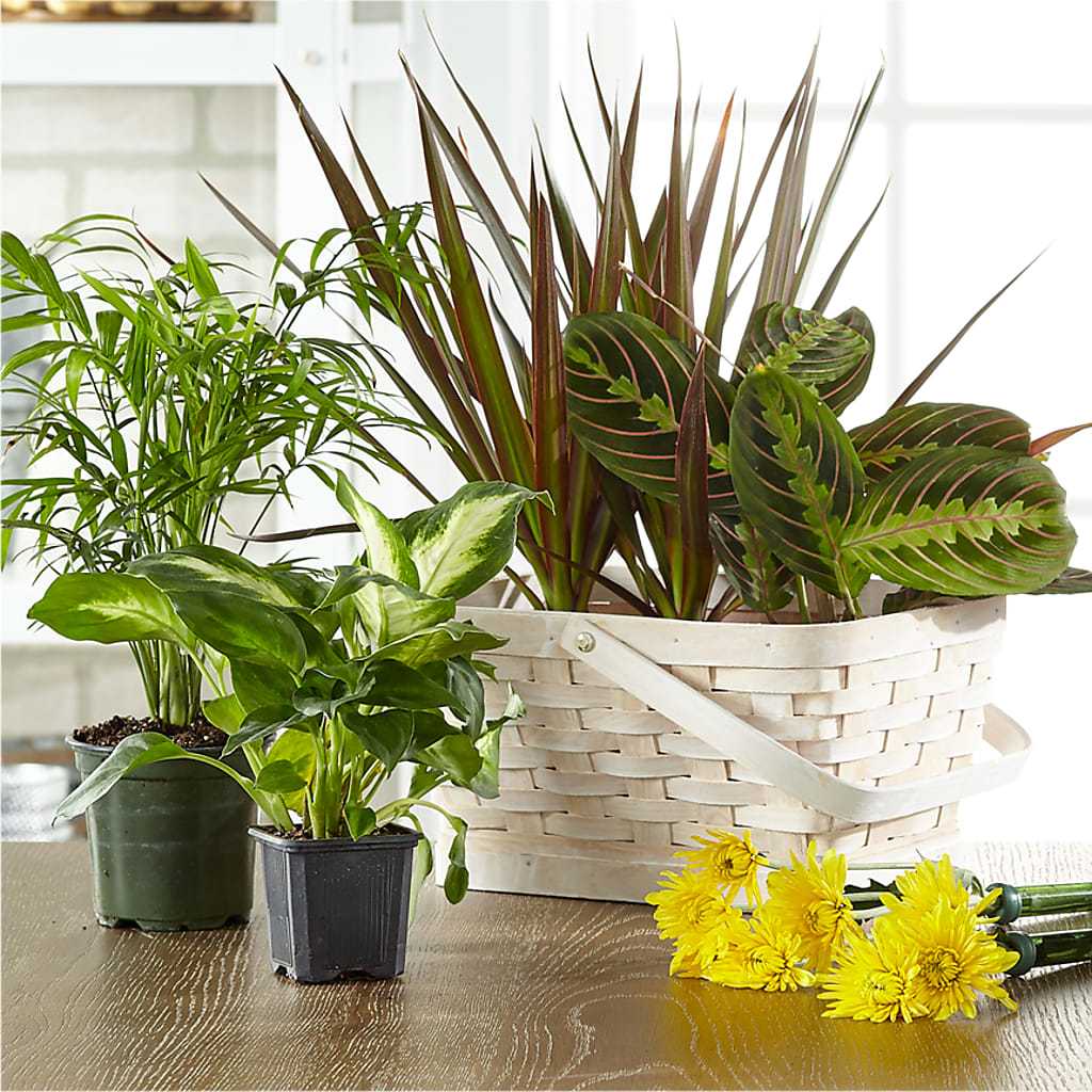 Florist Designed Blooming and Green Plants in a Basket – Flowers In Spring Llc, Lynchburg VA