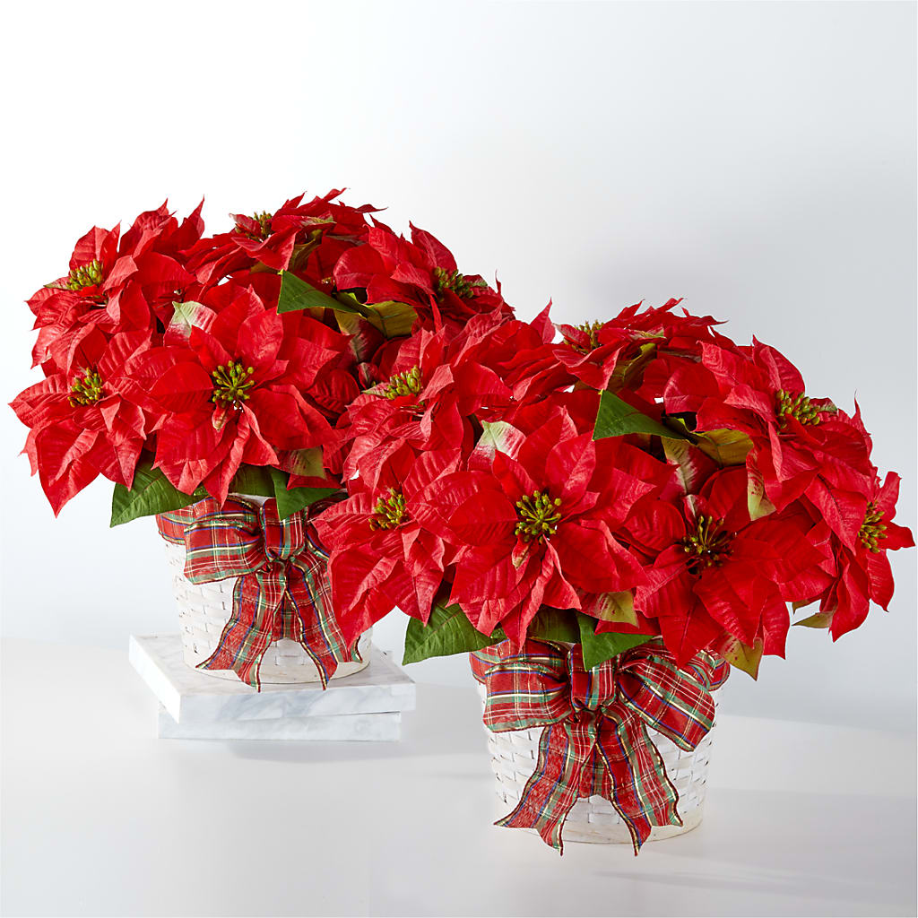 Happiest Holidays Poinsettia Bundle – Flowers In Spring Llc, Lynchburg VA