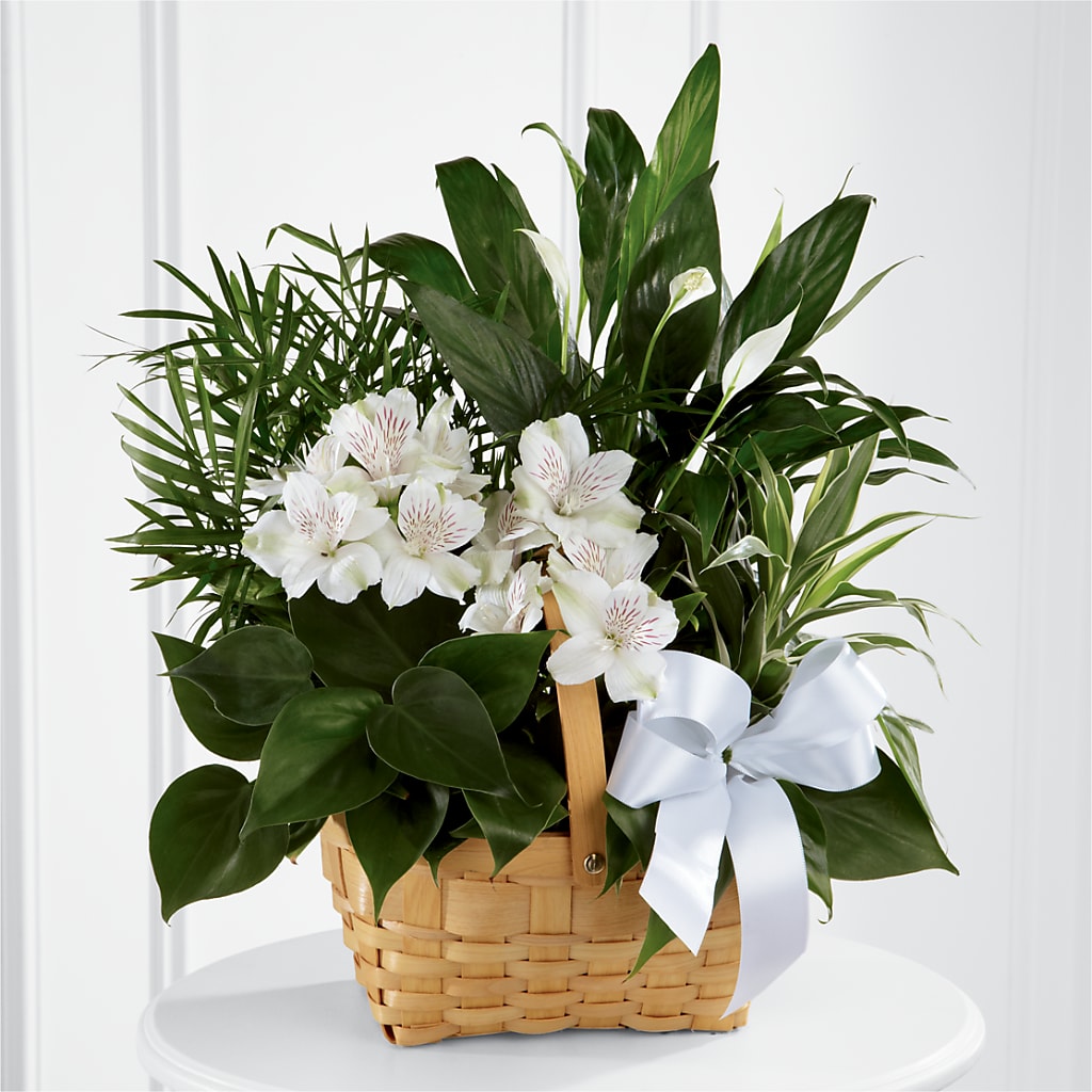Peace & Serenity Dishgarden – Flowers In Spring Llc, Lynchburg VA