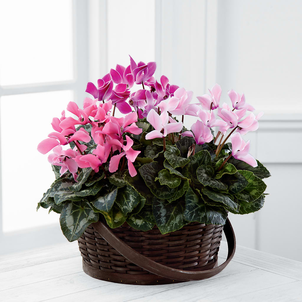 Mixed Cyclamen Planter – Flowers In Spring Llc, Lynchburg VA