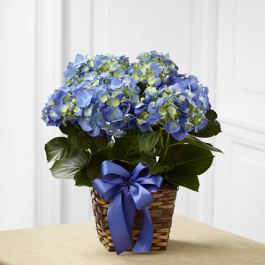 Blue Hydrangea Planter – Flowers In Spring Llc, Lynchburg VA