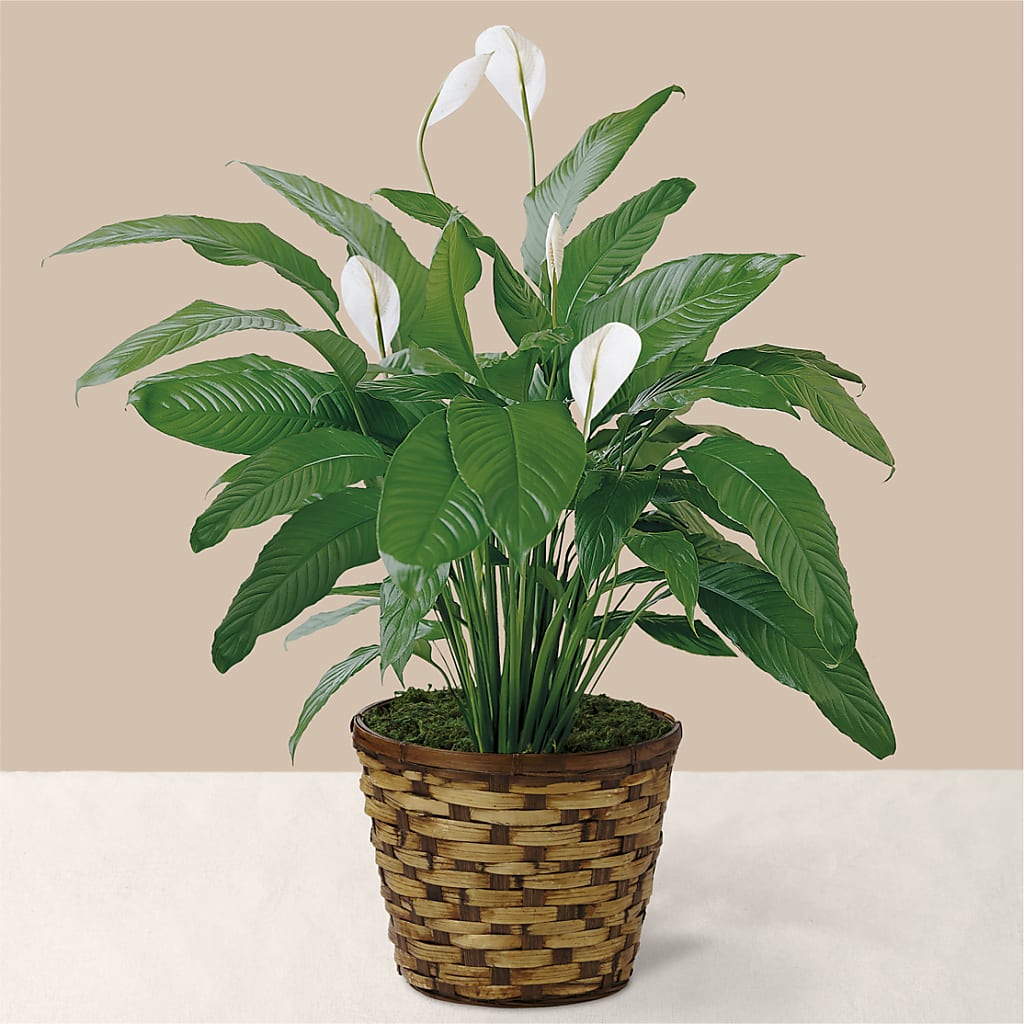 Tranquil Moments Peace Lily Plant – Flowers In Spring Llc, Lynchburg VA