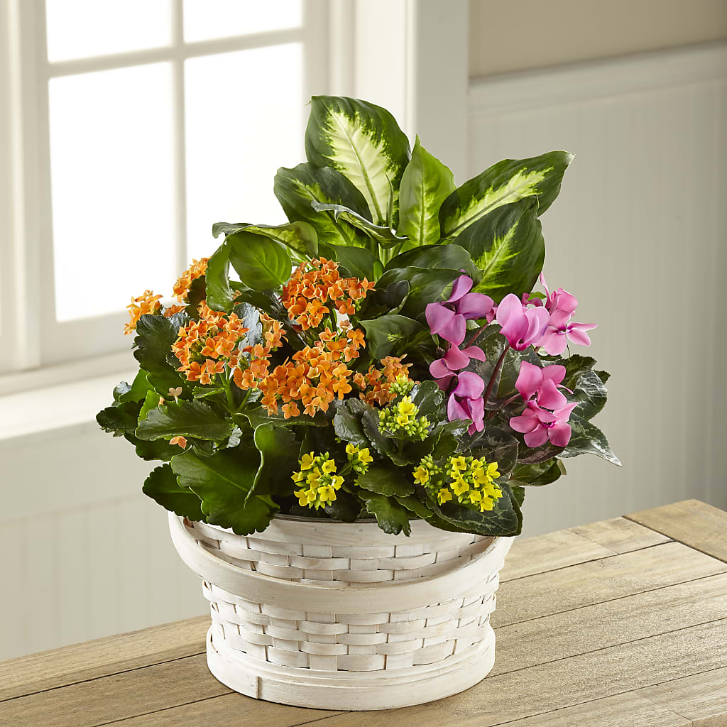 Color Crush Dishgarden – Flowers In Spring Llc, Lynchburg VA