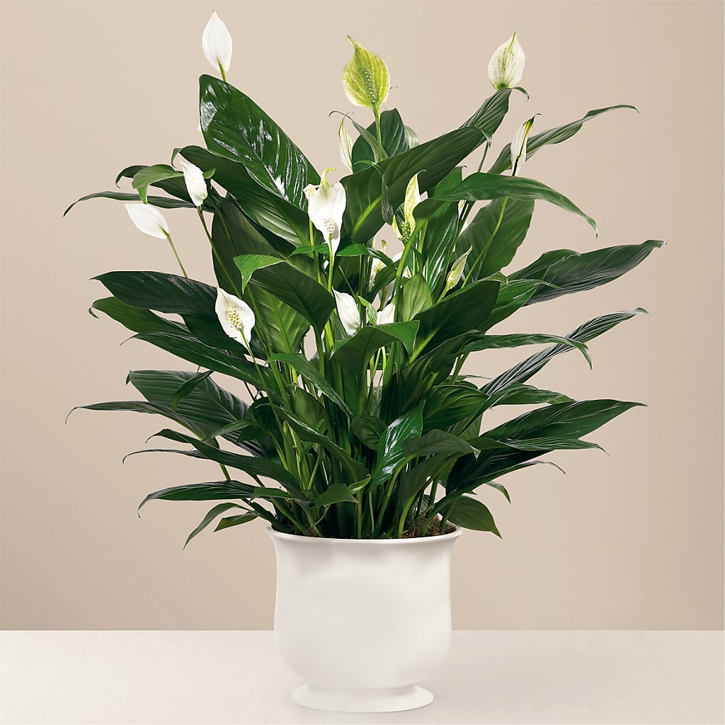 Comfort Planter – Flowers In Spring Llc, Lynchburg VA