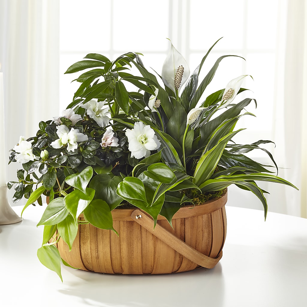 Serene Dishgarden – Flowers In Spring Llc, Lynchburg VA