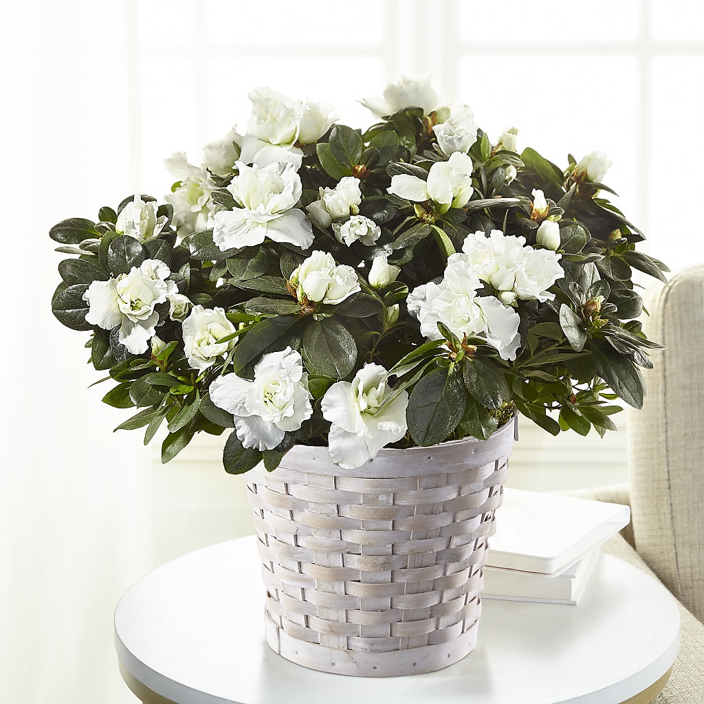 White Azalea Plant – Flowers In Spring Llc, Lynchburg VA