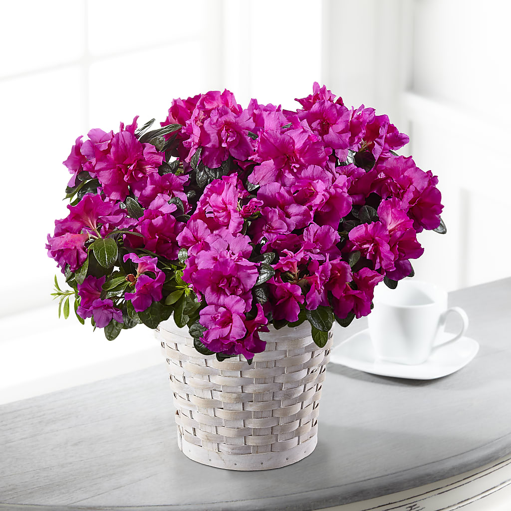 Hope & Serenity Azalea Plant – Flowers In Spring Llc, Lynchburg VA