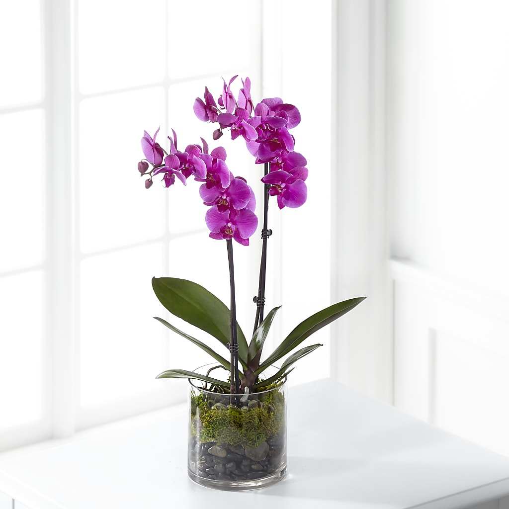 Pink Orchid Plant – Flowers In Spring Llc, Lynchburg VA