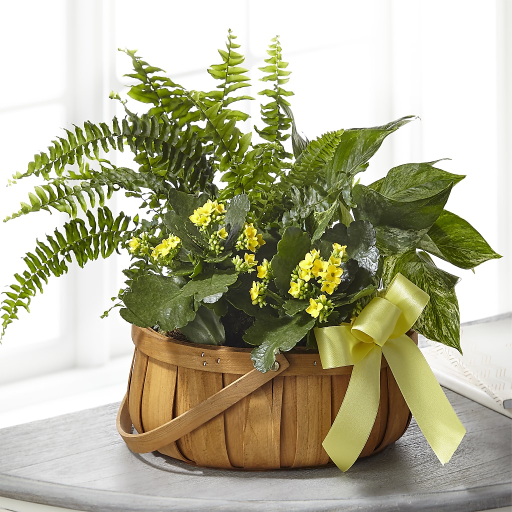 Always Dear Dishgarden – Flowers In Spring Llc, Lynchburg VA