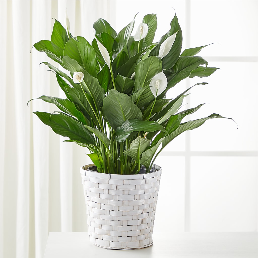 A New Leaf Peace Lily – Flowers In Spring Llc, Lynchburg VA