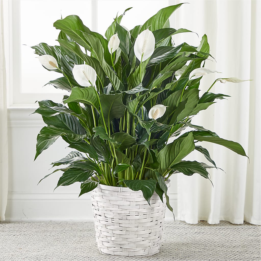 A New Leaf Peace Lily – Flowers In Spring Llc, Lynchburg VA