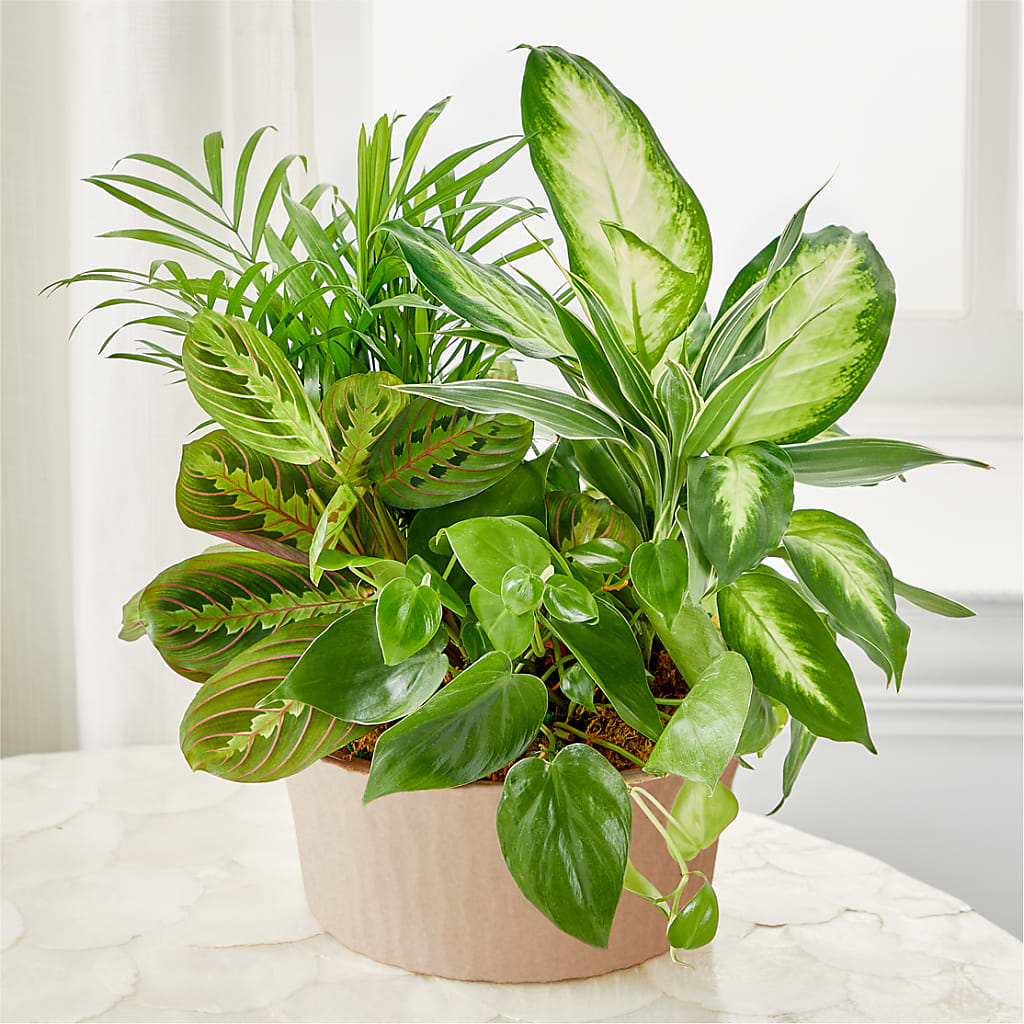 Balance & Harmony Dishgarden – Flowers In Spring Llc, Lynchburg VA