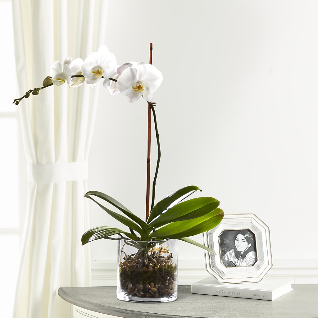 White Orchid Planter – Flowers In Spring Llc, Lynchburg VA