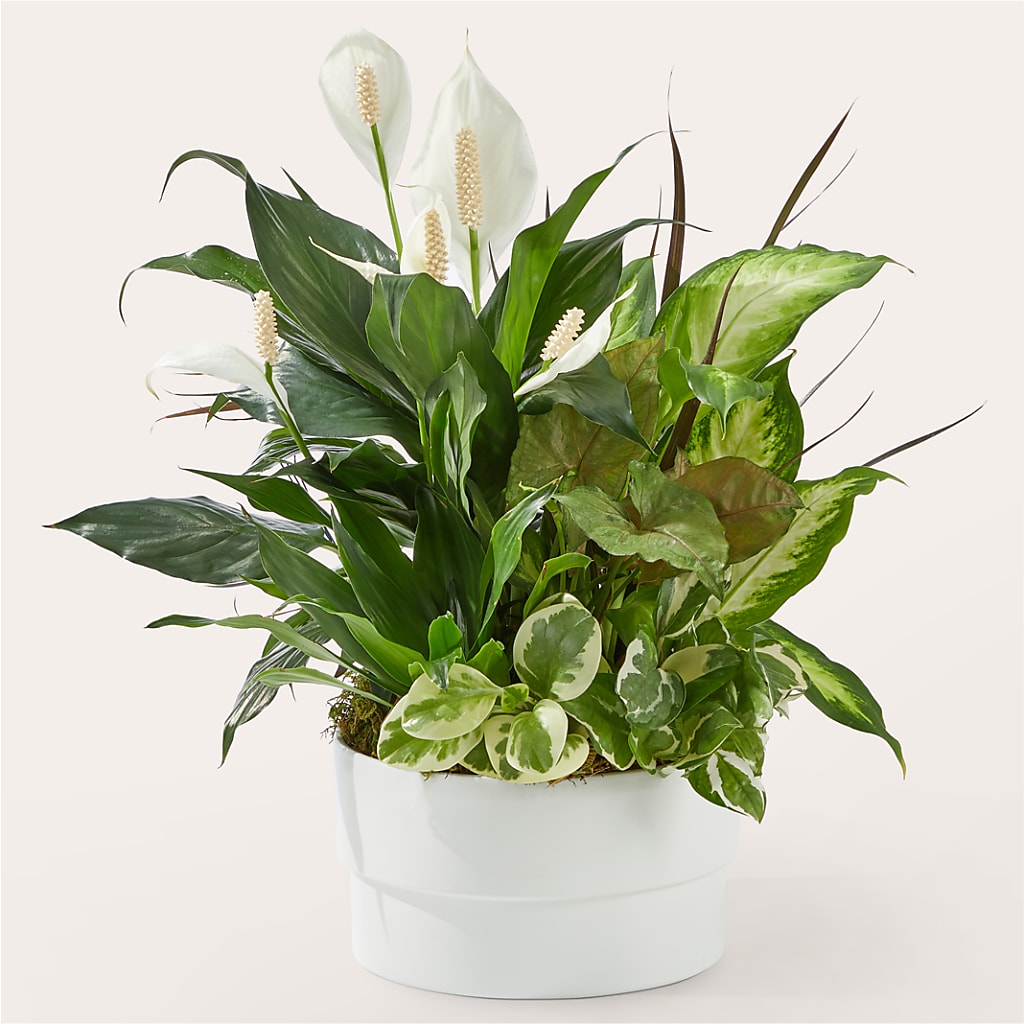 Radiating Positivity Dishgarden – Flowers In Spring Llc, Lynchburg VA